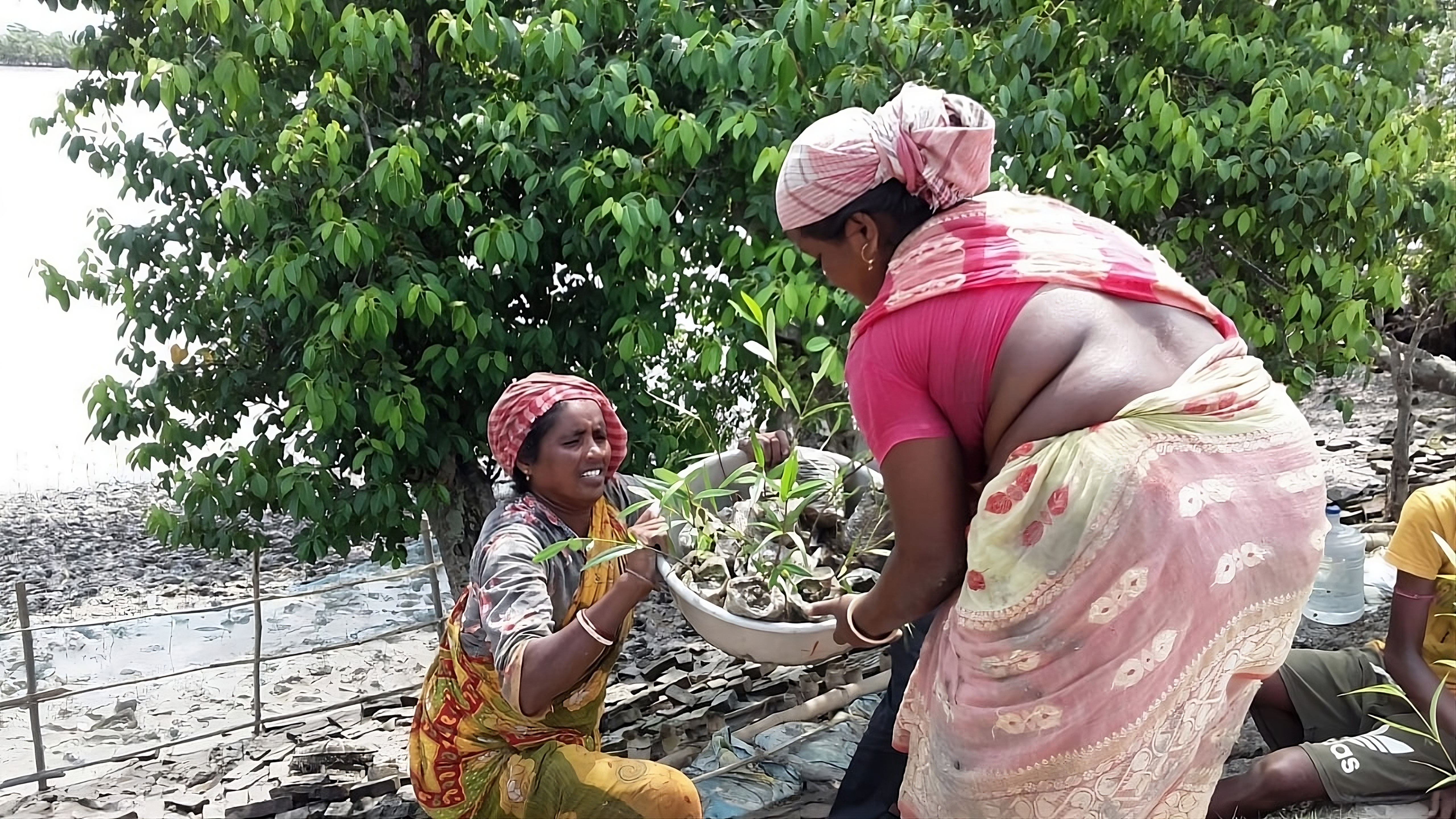 Sundarbans, Kolkata